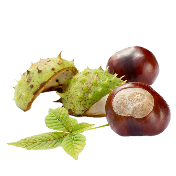 Horse Chestnut Seed Extract