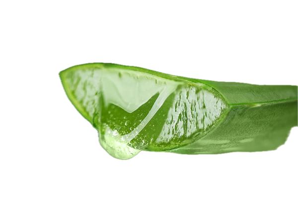Aloe Vera Leaf Extract
