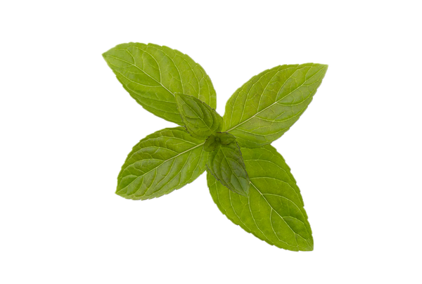 Peppermint Leaf Extract